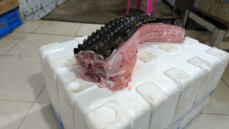 半皮鳄鱼肉