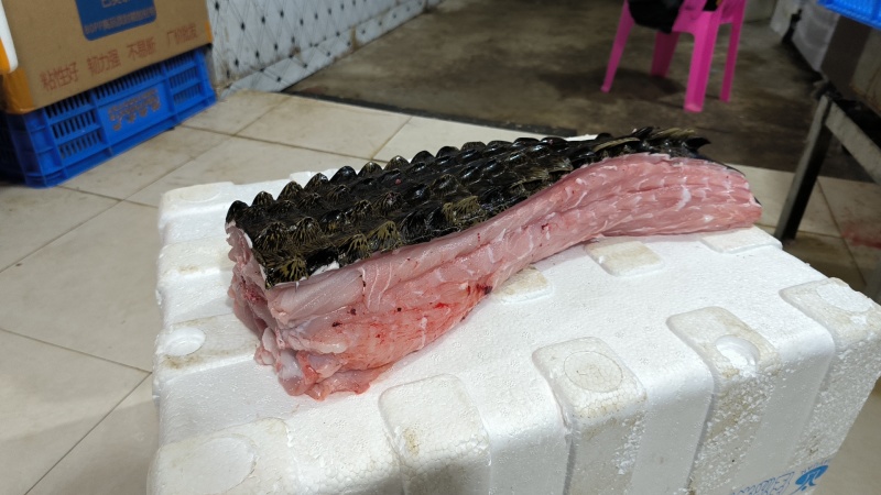 半皮鳄鱼肉