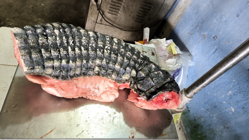 半皮鳄鱼肉