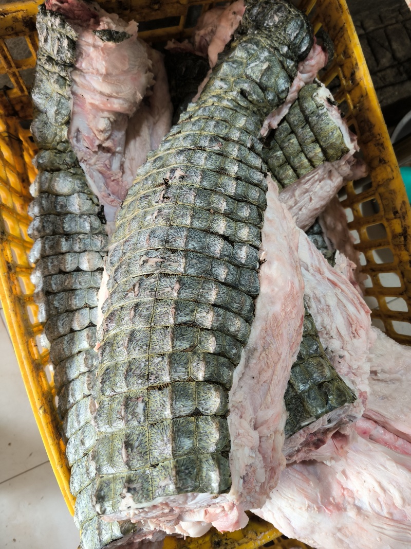 半皮鳄鱼肉