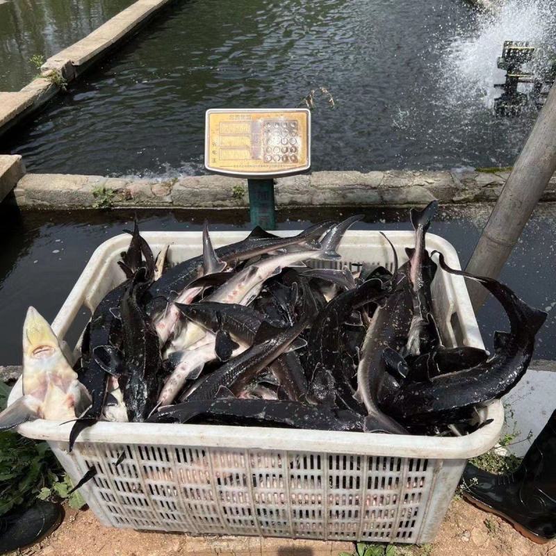 广东河源大量供应人工养殖鲟鱼，货源充足，量大从优。