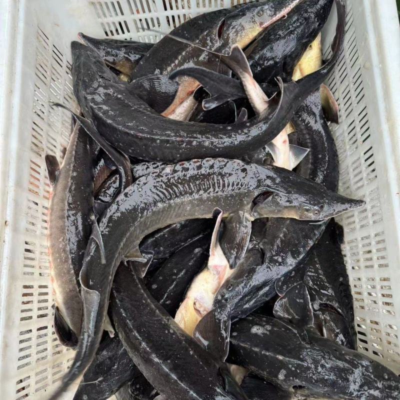 广东河源大量供应人工养殖鲟鱼，货源充足，量大从优。