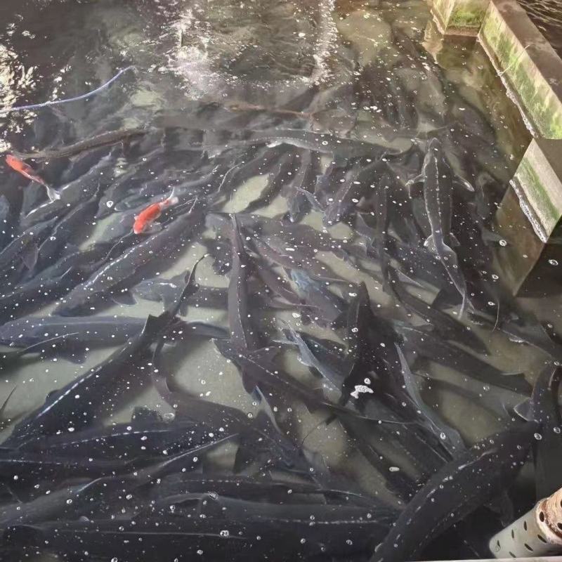 广东河源大量供应人工养殖鲟鱼，货源充足，量大从优。