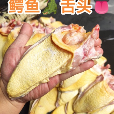 鳄鱼舌头
