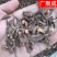 根茎类茜草河南茜草茜草根