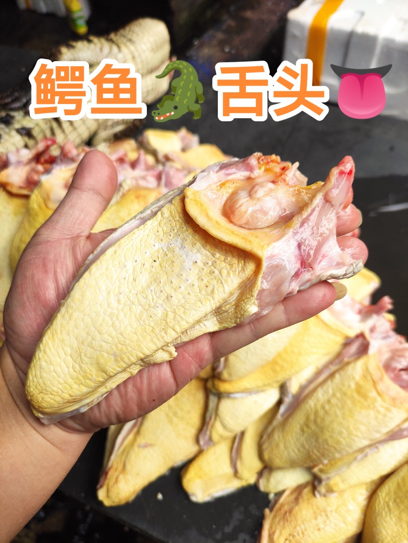 鳄鱼舌头