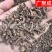 根茎类茜草河南茜草茜草根