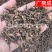 根茎类茜草河南茜草茜草根
