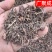 根茎类茜草河南茜草茜草根