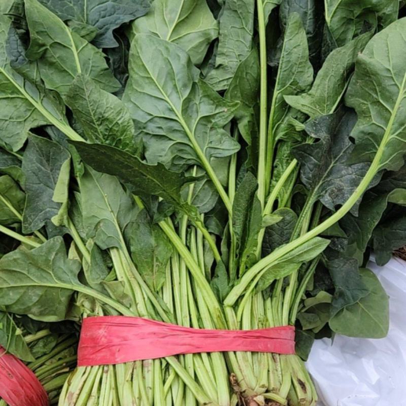 二十亩大叶菠菜