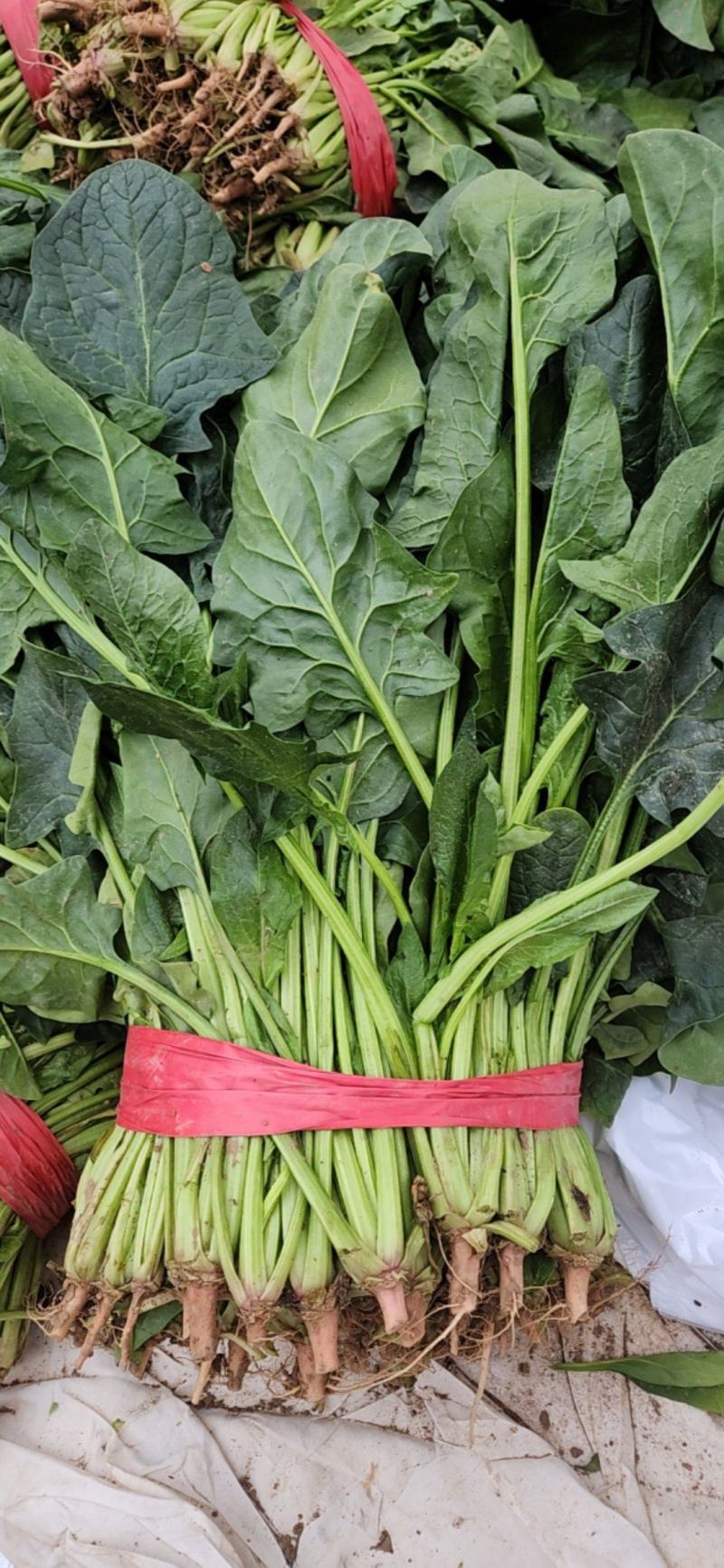 二十亩大叶菠菜