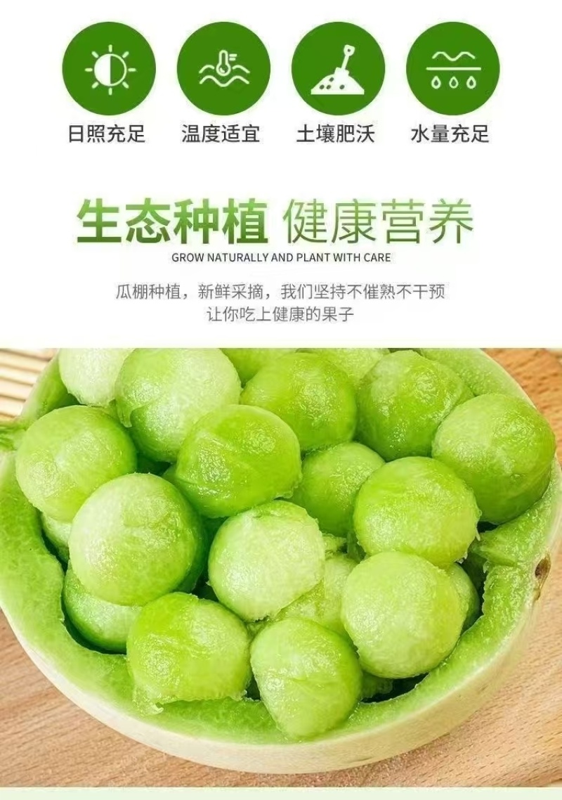 燕店久红瑞甜瓜博洋玉菇绿宝花蕾白玉甜瓜东方蜜产地直销供货