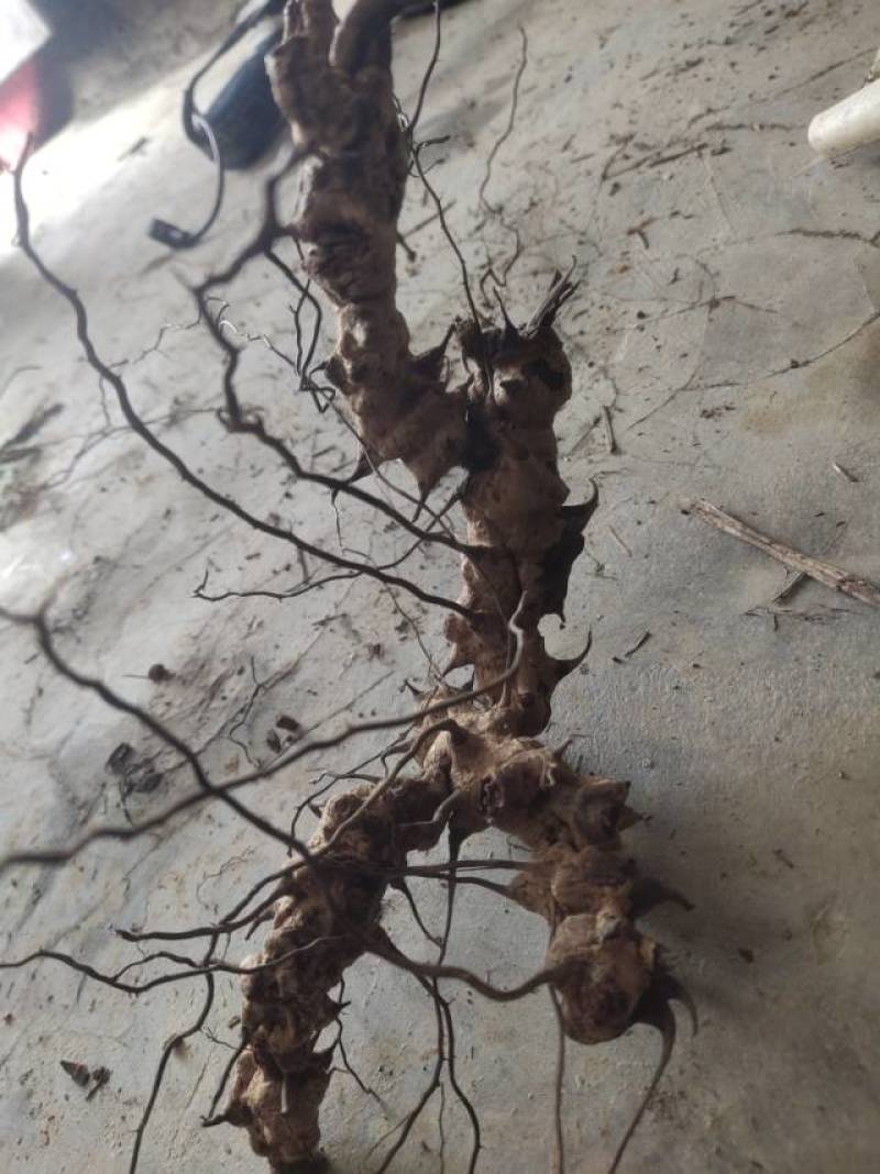 潮州新鲜菥蓂，现采现发，品质保证！