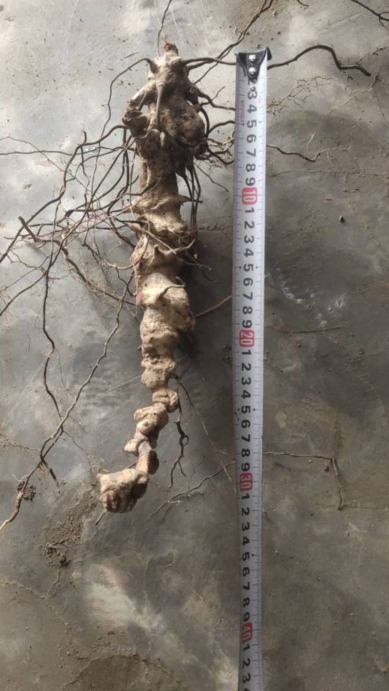 潮州新鲜菥蓂，现采现发，品质保证！