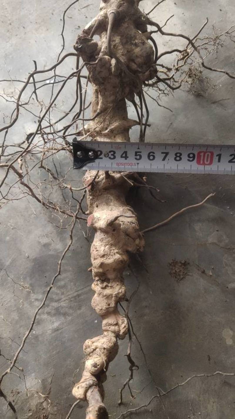 潮州新鲜菥蓂，现采现发，品质保证！