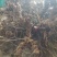 潮州新鲜菥蓂，现采现发，品质保证！