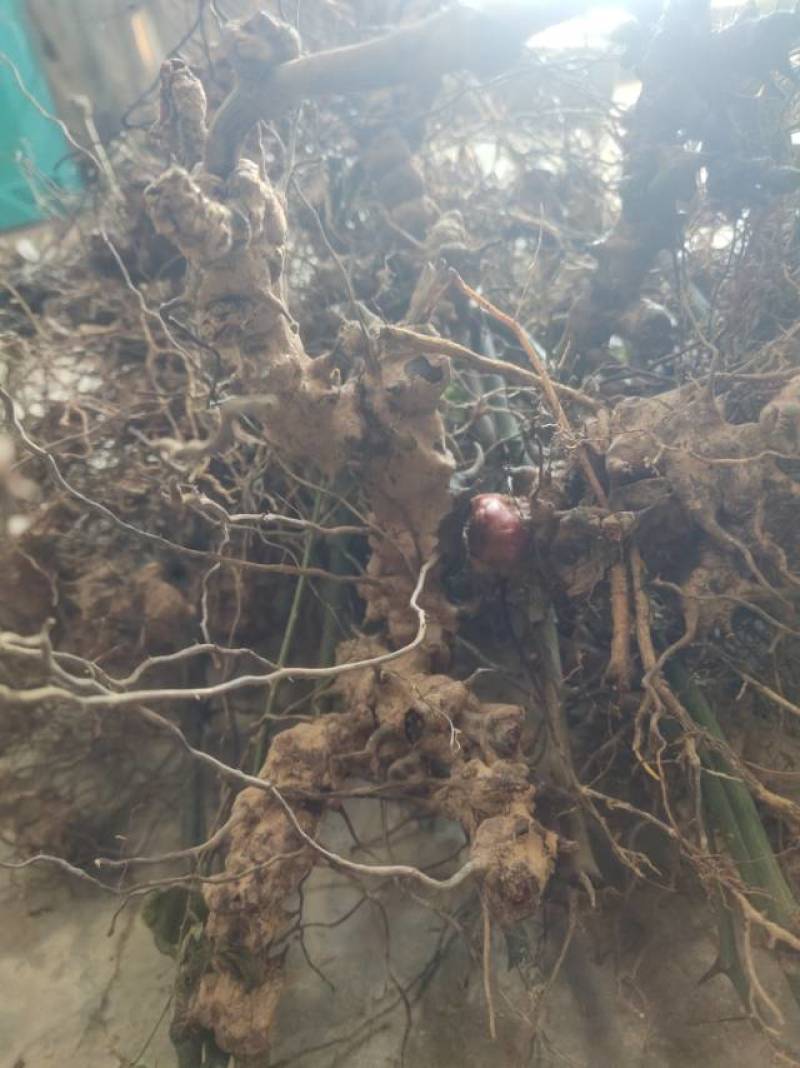 潮州新鲜菥蓂，现采现发，品质保证！
