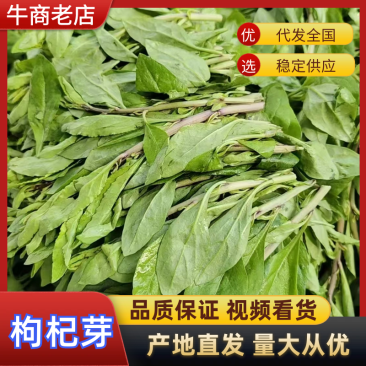 【枸杞芽】精品枸杞芽大量供应，产地直发，诚信经营，欢迎来电