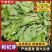 【枸杞芽】精品枸杞芽大量供应，产地直发，诚信经营，欢迎来电