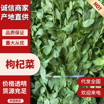 枸杞菜产地一手货源，品质保证，可对接电商商超等