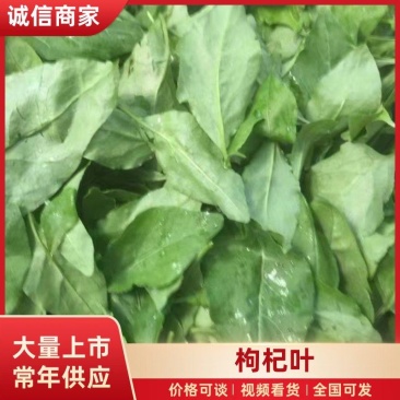 【枸杞叶】产地直发，货源充足，量大从优，可视频看货