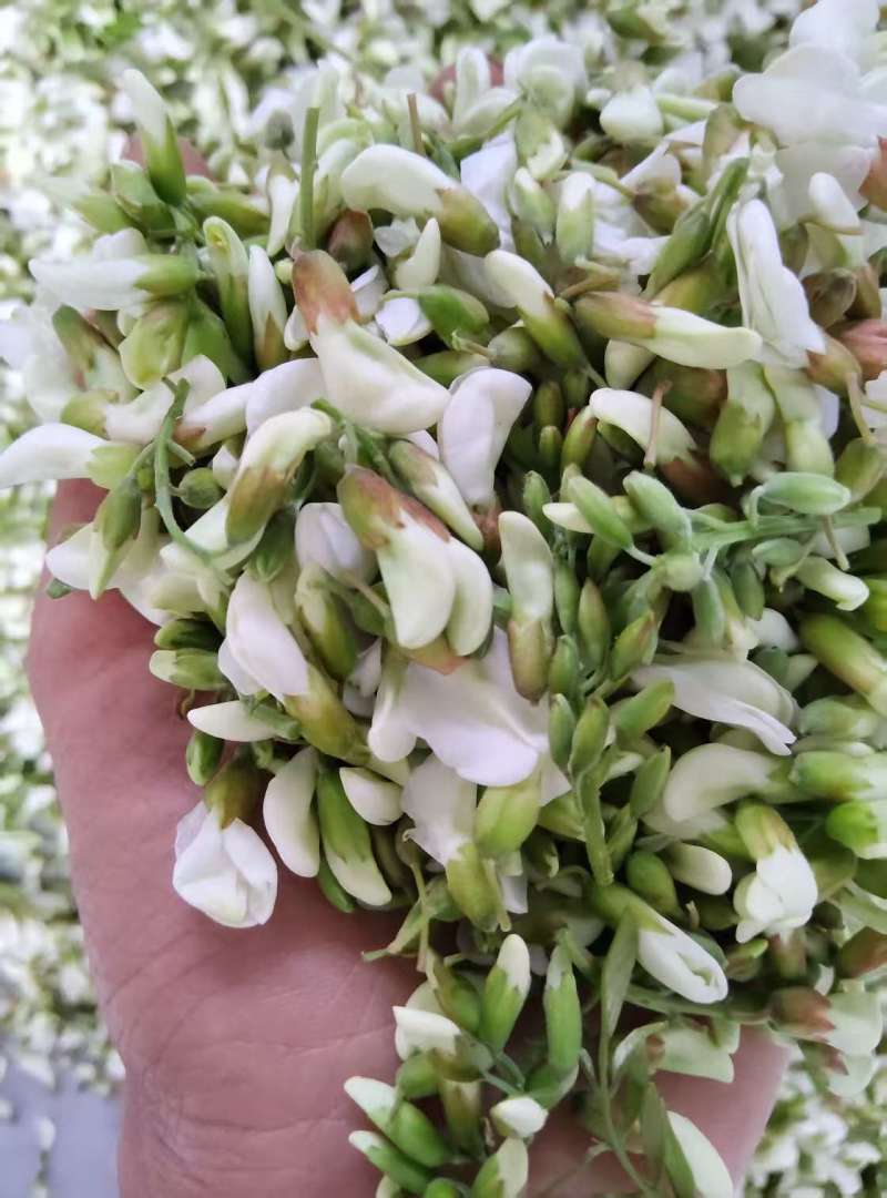 新鲜洋槐花，槐花