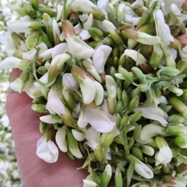 新鲜洋槐花，槐花