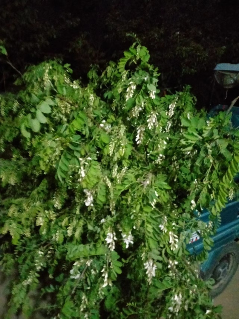 新鲜洋槐花，槐花