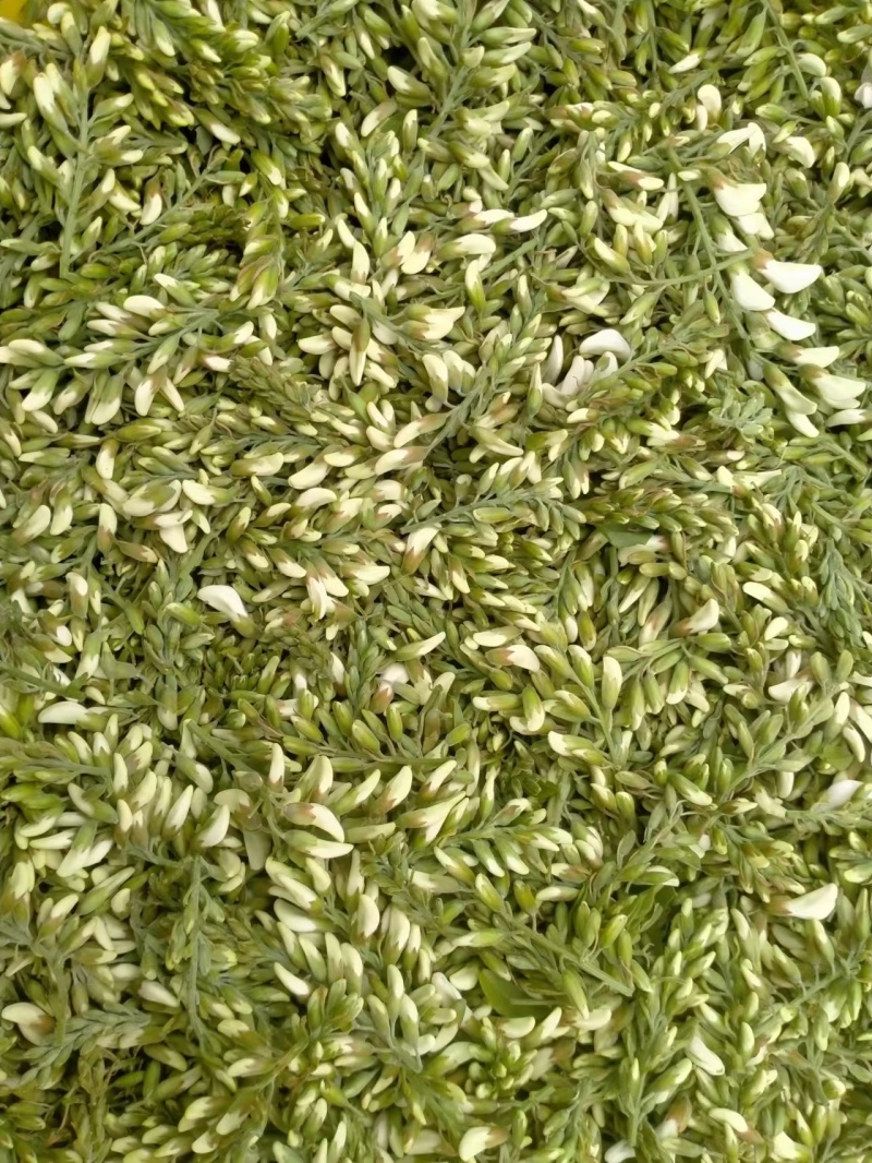 新鲜洋槐花，槐花