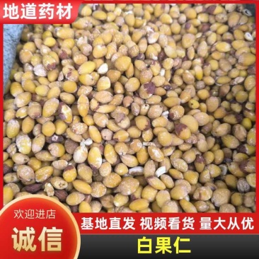 中药材白果仁，质量为先，量大从优，欢迎电话咨询