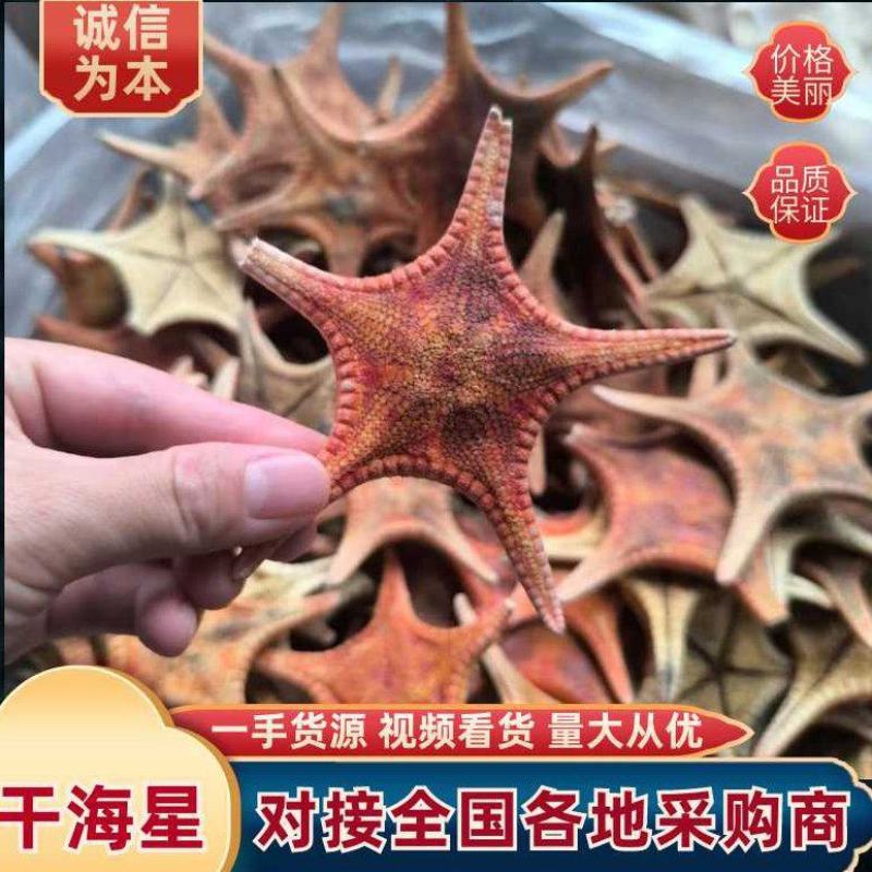 中药材干海星，安徽直发，质量为本，欢迎电话咨询