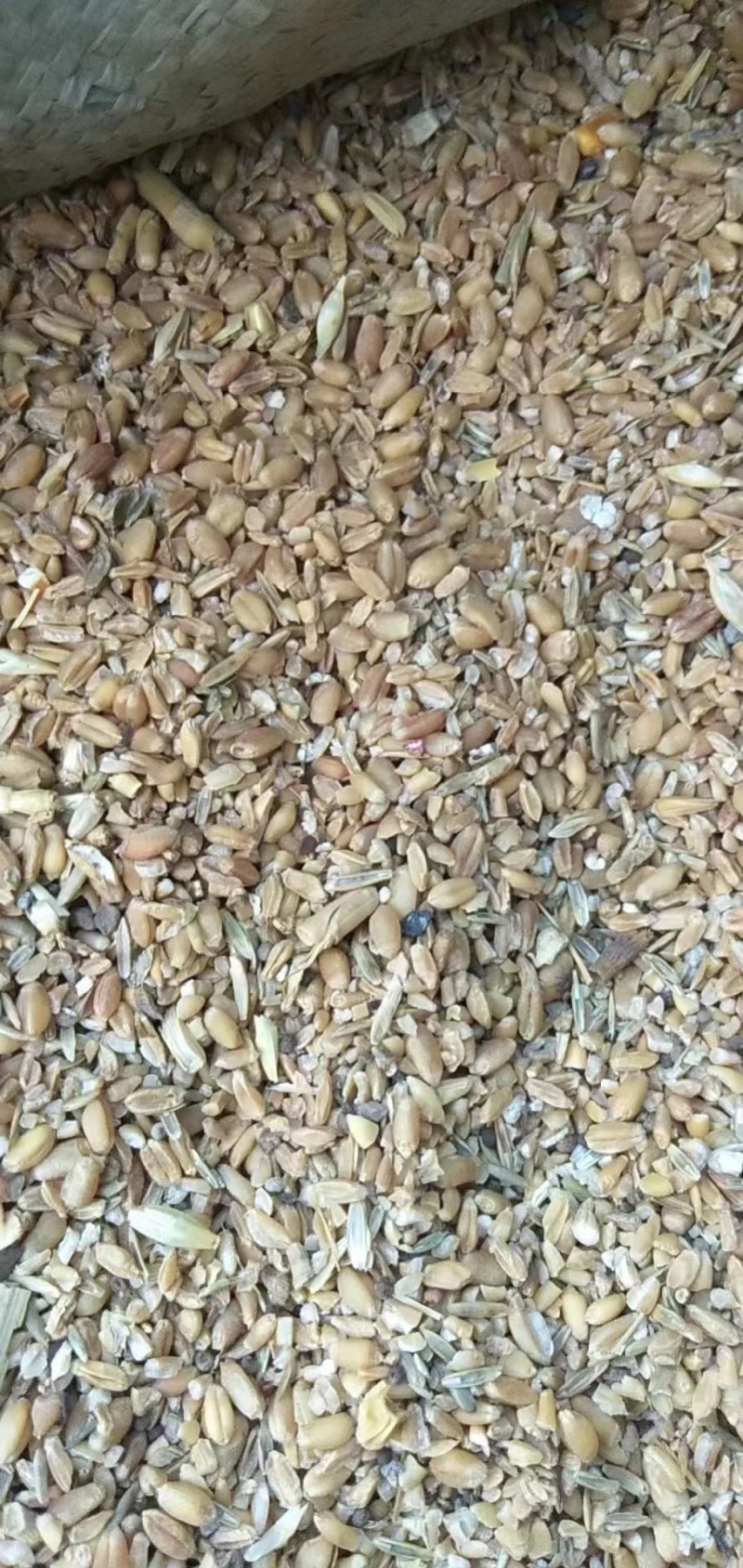 养殖碎玉米毛粮现货供应可替代好玉米使用毛粮净粮都有