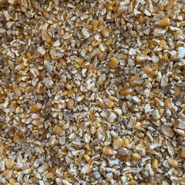 养殖碎玉米毛粮现货供应可替代好玉米使用毛粮净粮都有