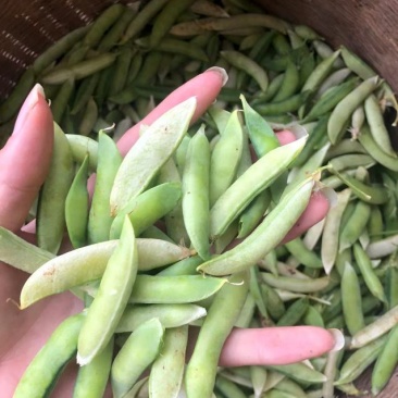 金堂大白豌豆现货