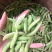 金堂大白豌豆现货