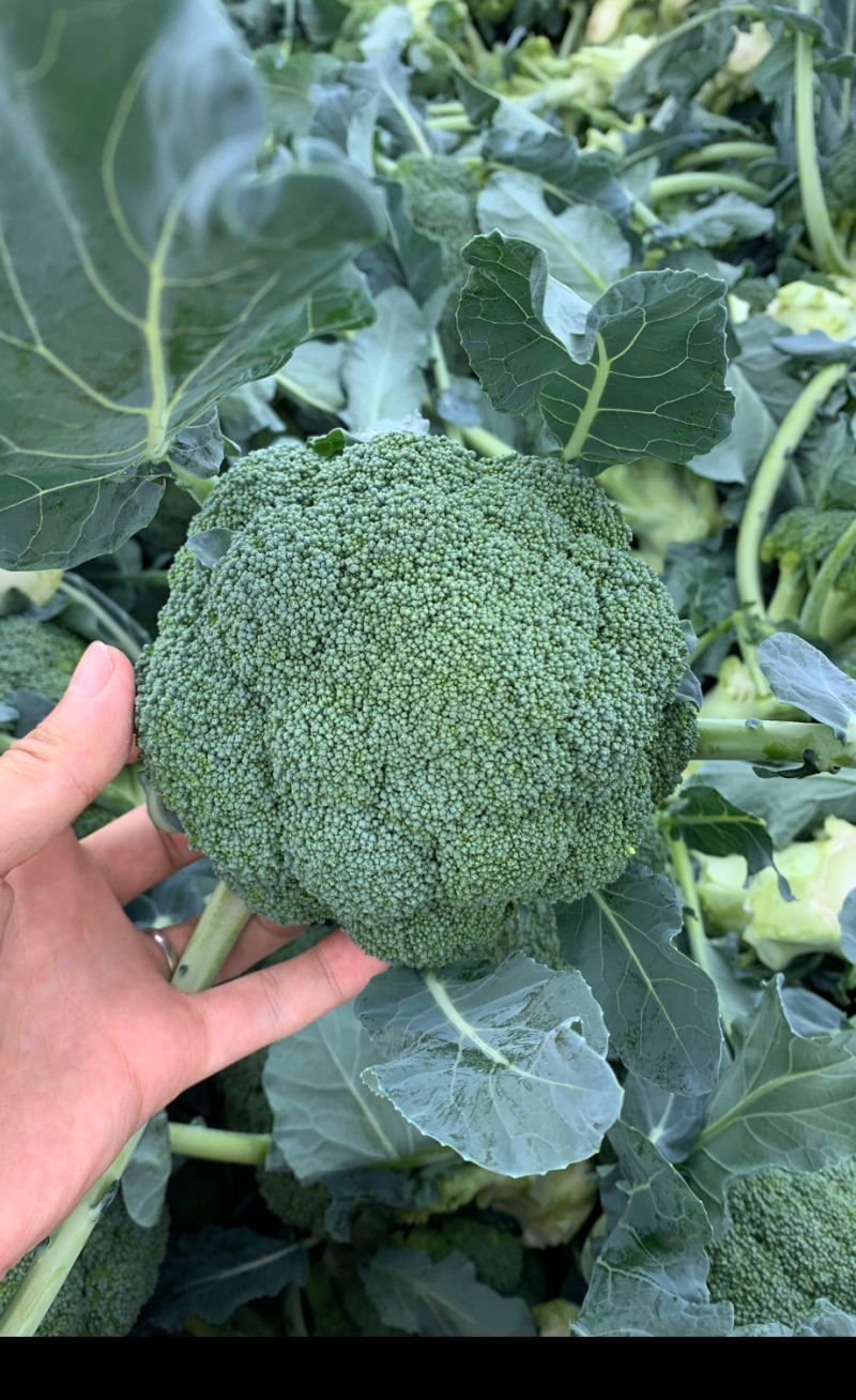 西兰花