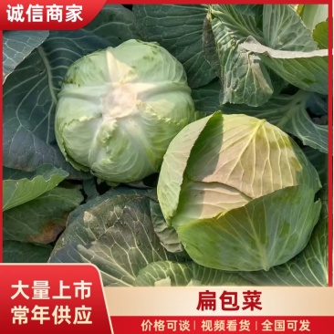 湖南本地扁包菜平包基地直供零售走货电商选购，欢迎联系