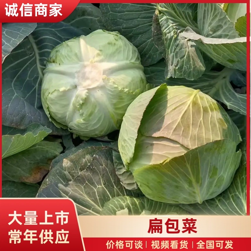 湖南本地扁包菜平包基地直供零售走货电商选购，欢迎联系
