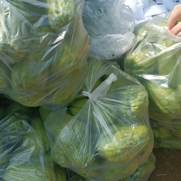 云南佛手瓜大量有货，价格便宜
