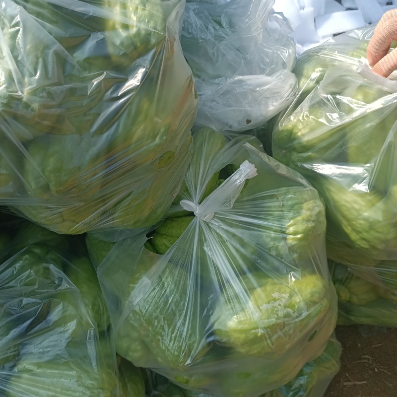 云南佛手瓜大量有货，价格便宜