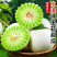 博洋羊角蜜玉菇绿宝花蕾白玉东方蜜久红瑞产地直销实力代办