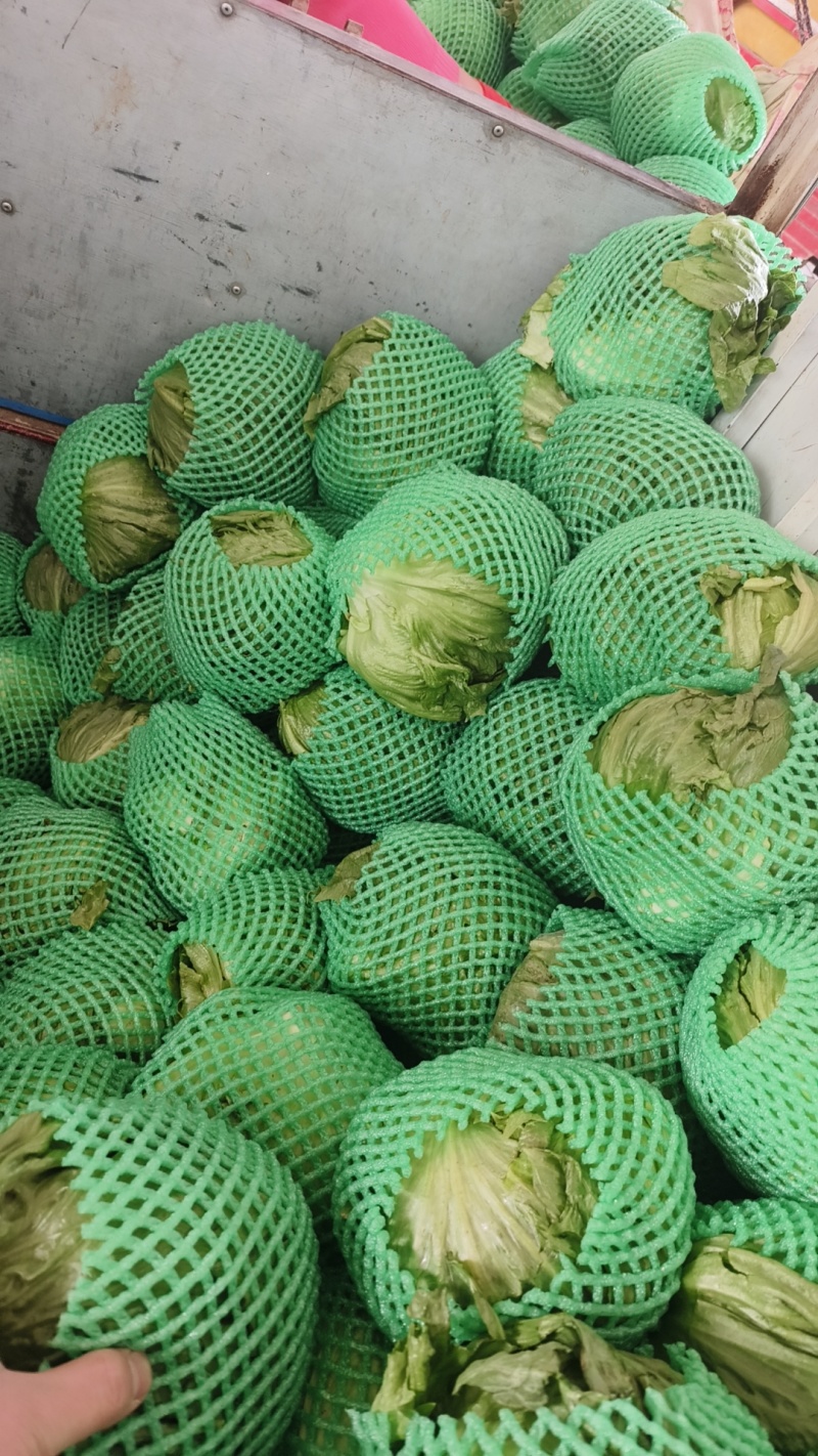 圆生菜