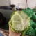 圆生菜