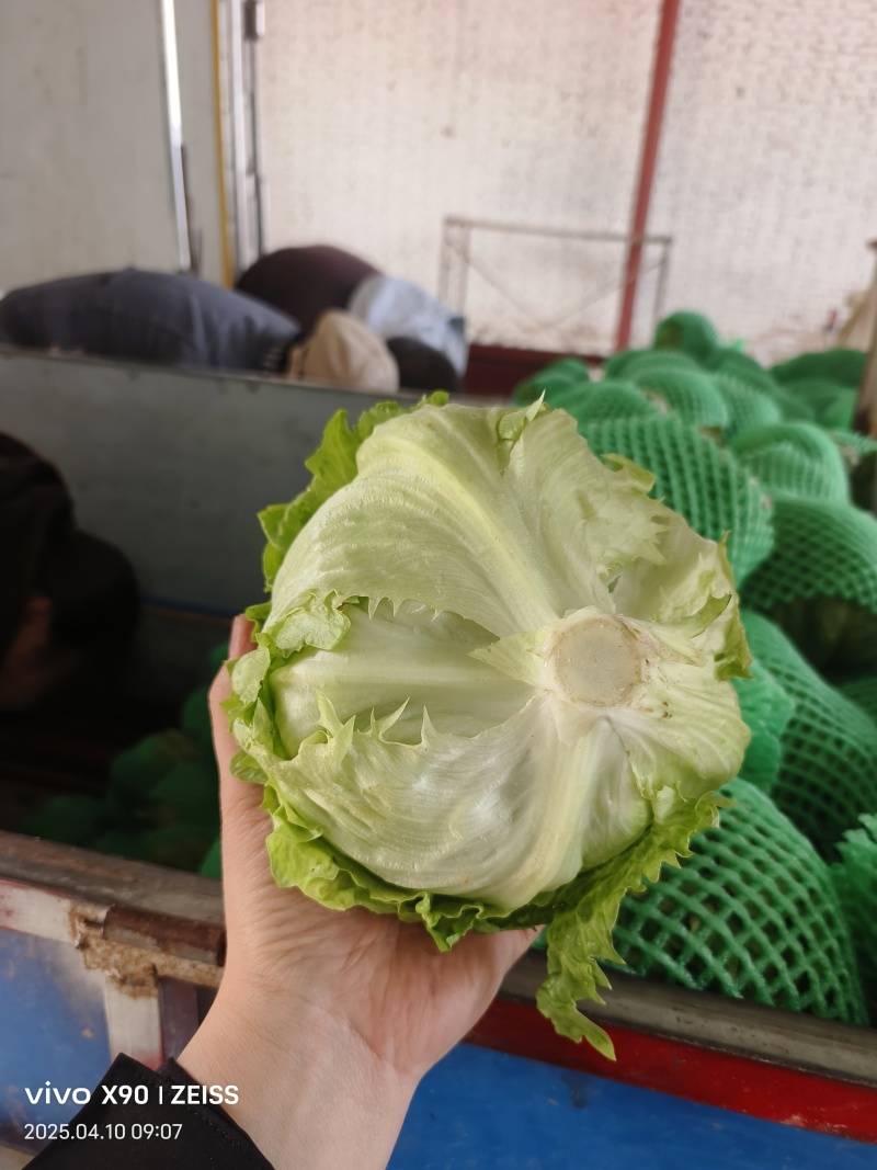圆生菜