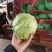 圆生菜