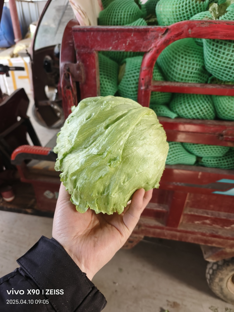 圆生菜