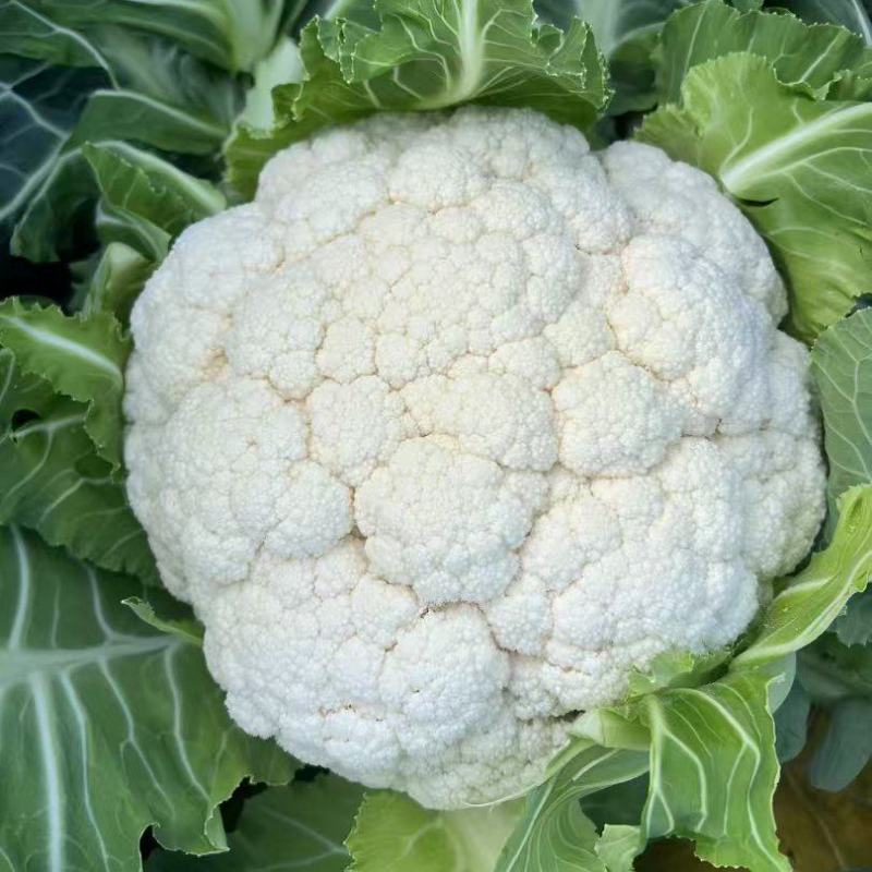 南通精品花菜