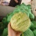 圆生菜