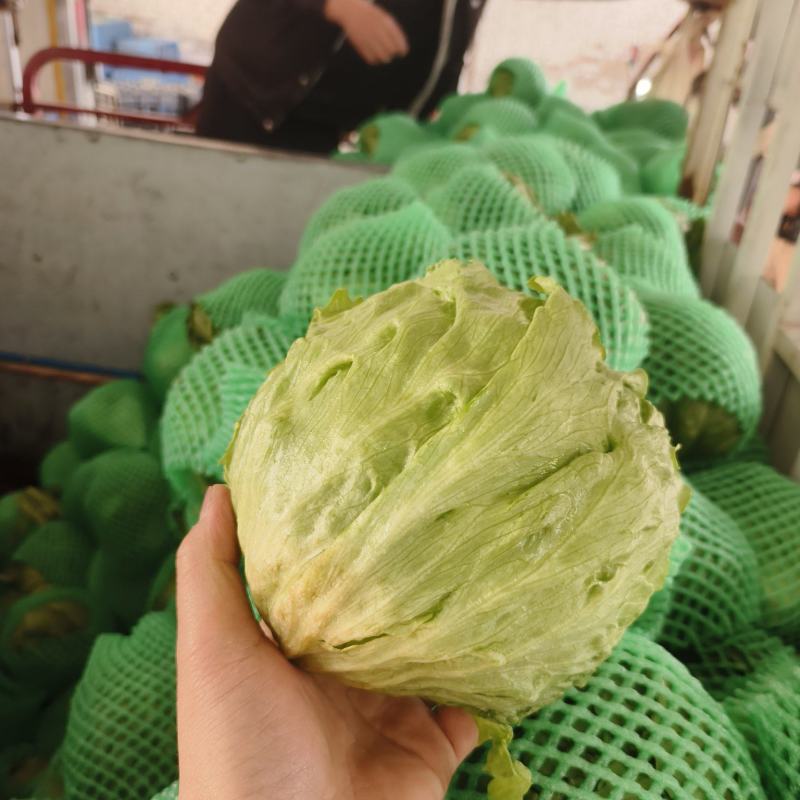 圆生菜
