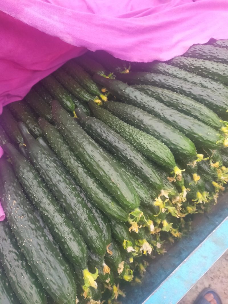 【黄瓜】河南晚黄瓜精品货大量上市可供超市电商可视频看货